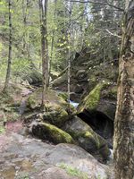 Mossy rocks and trees along the creek bed