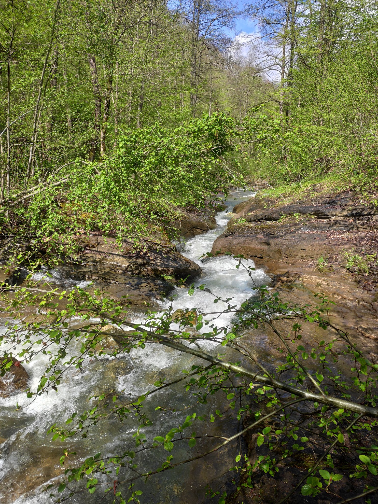 flowing creek stream through green forest