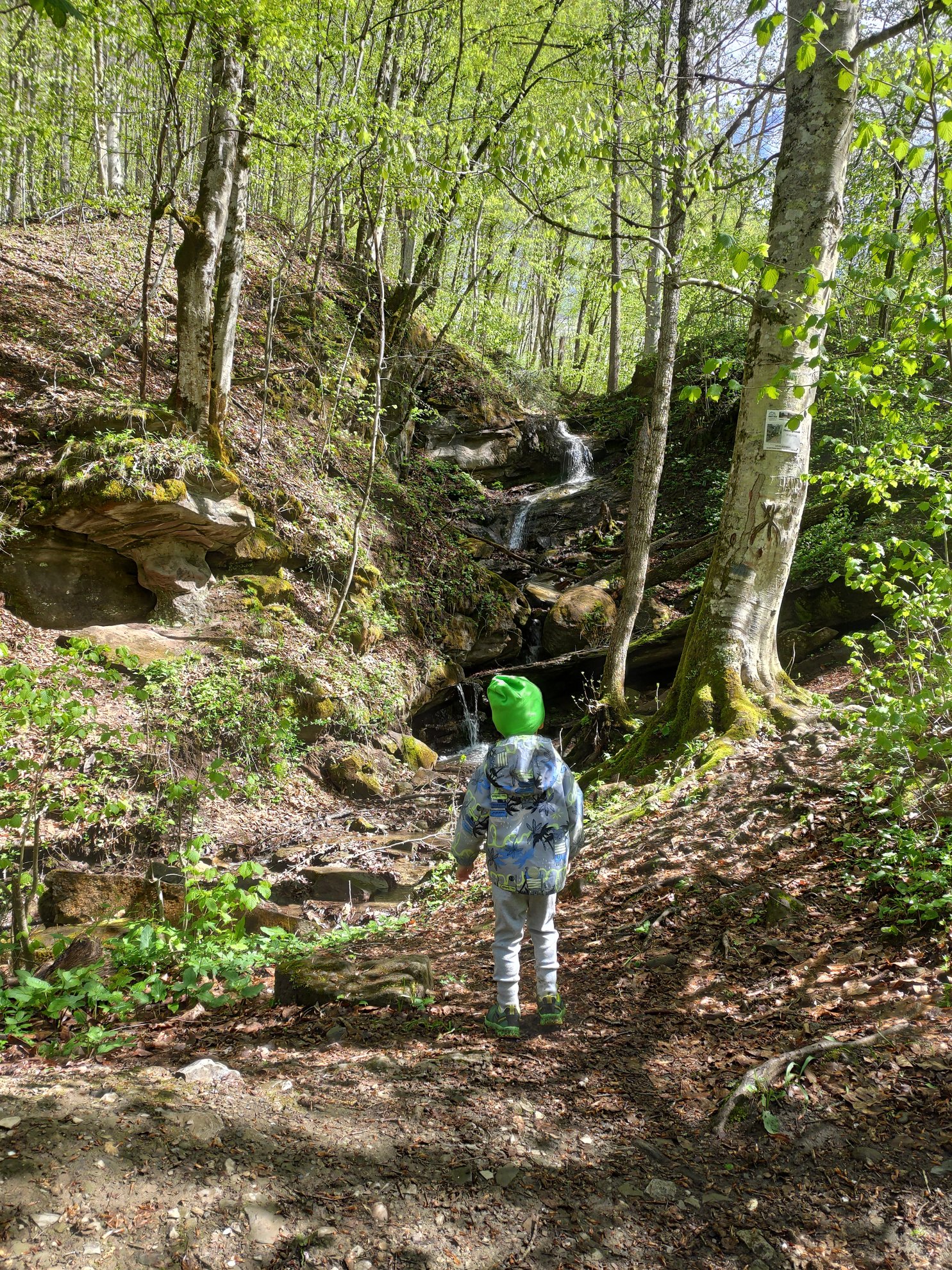 View of the waterfall stream flowing through a wooded area