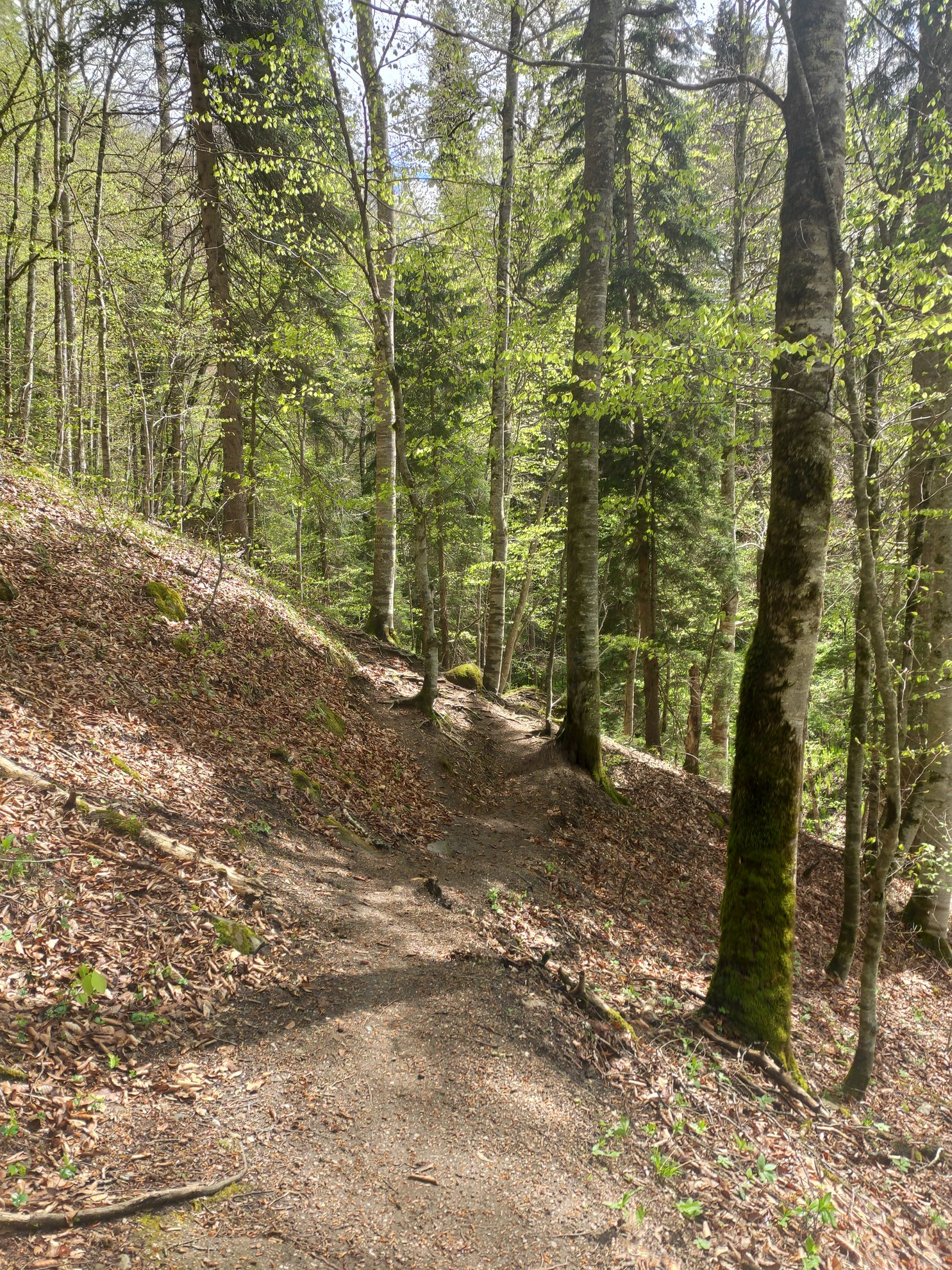 dirt path winding through a forest of tall trees