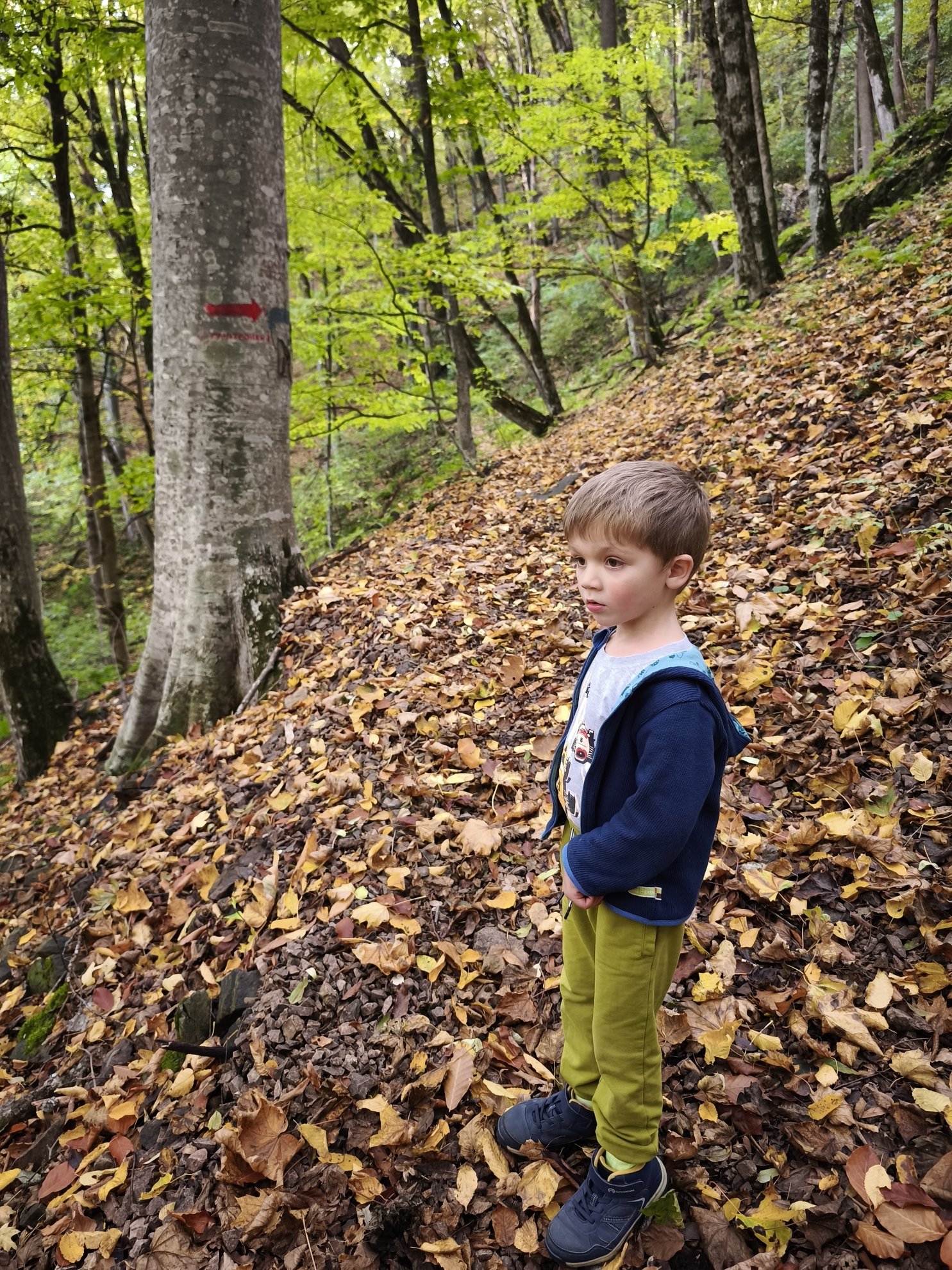 forest floor covered in leaves with a tree trunk