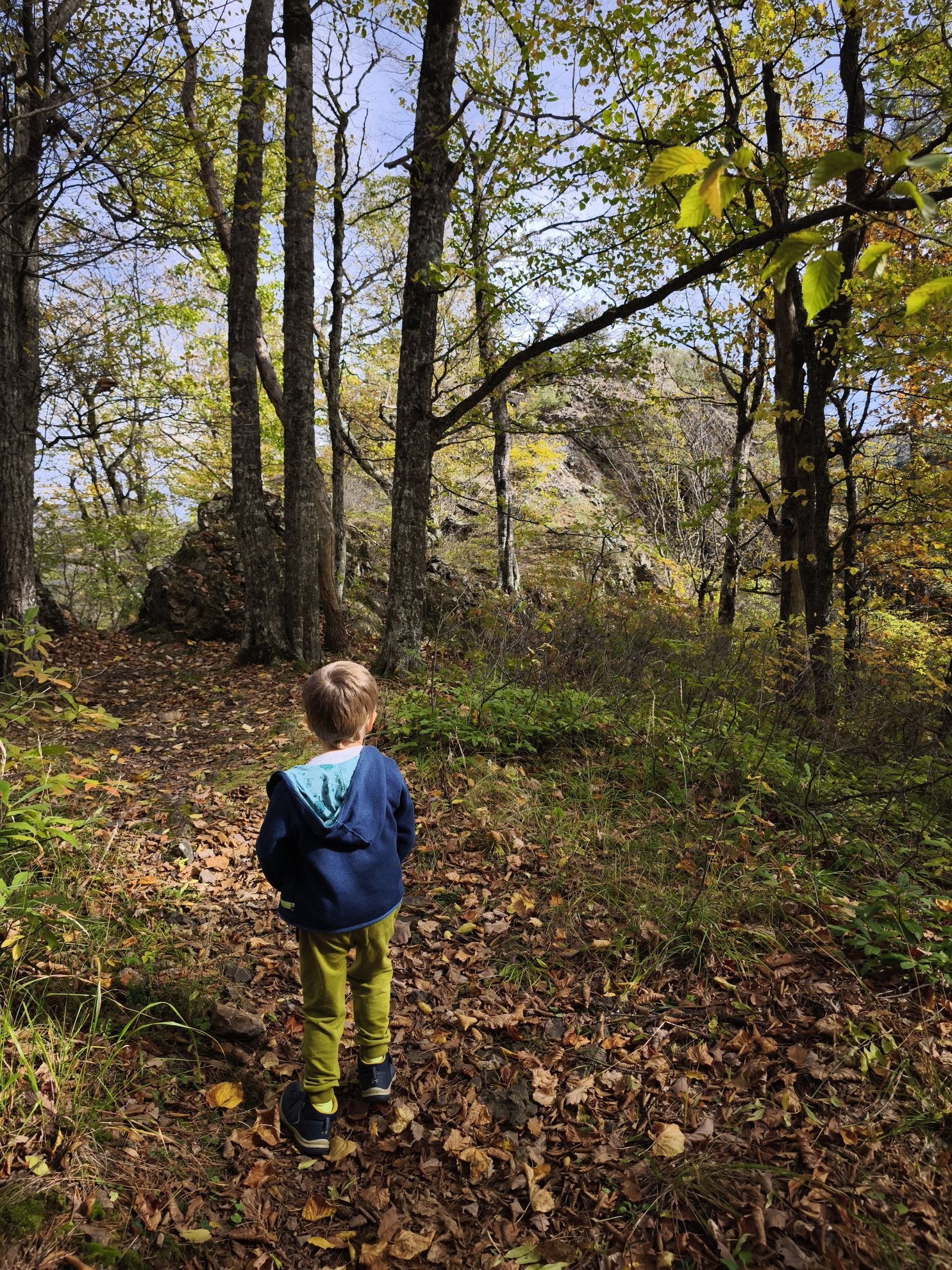 trail through trees leading toward rock formations