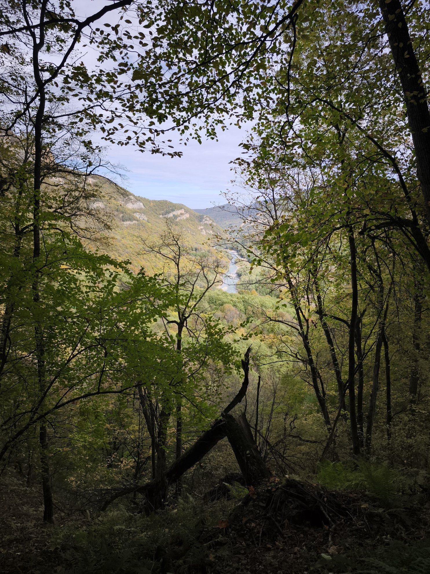 View of the river valley through forest trees