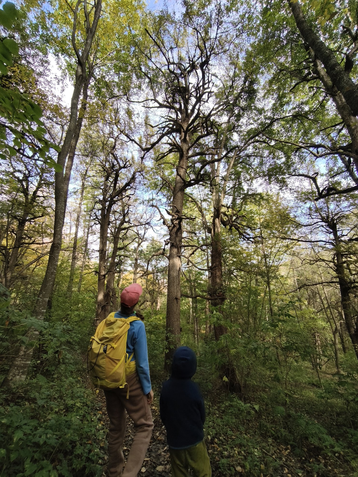 low angle view of tall trees in a forest