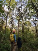 low angle view of tall trees in a forest